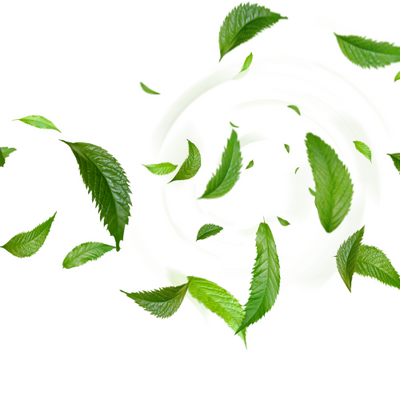 Tea Tree